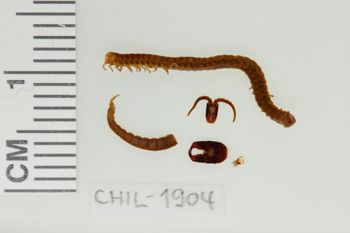 Media type: image;   Invertebrate Zoology CHIL-1904 Description: Digital photograph of preserved specimen.;